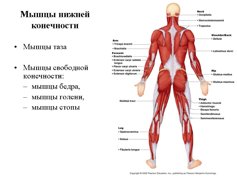 Мышцы нижней конечности Мышцы таза  Мышцы свободной конечности:  мышцы бедра,  мышцы